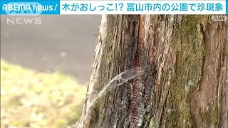 [問卦] 公園的樹潮吹了，怎麼辦到的？