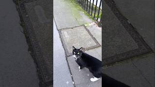This is not just a walk #cat #cute #catvideo #cutecat #funnyvideo #pets #funny