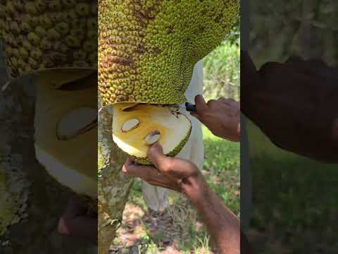 vida no sertão #vaquejada #sertão #vidanocampo #vaqueiro #nordeste #sitiodoquinto #pecuaria #bahia