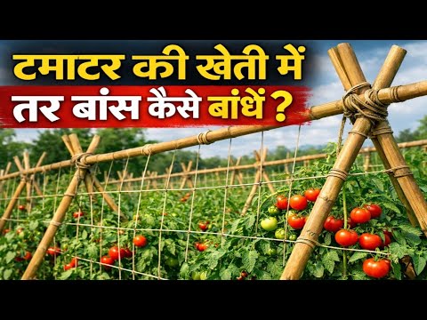 टमाटर में तार बांस कैसे बांधे l टमाटर की कटिंग कैसे करें