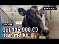 Harmke 309 is de oudste koe van Nederland | RTV Oost