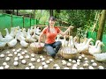 Harvesting A Lot Of Duck Eggs Goes To Market Sell - Selling grown pigs | Phương Free Bushcraft