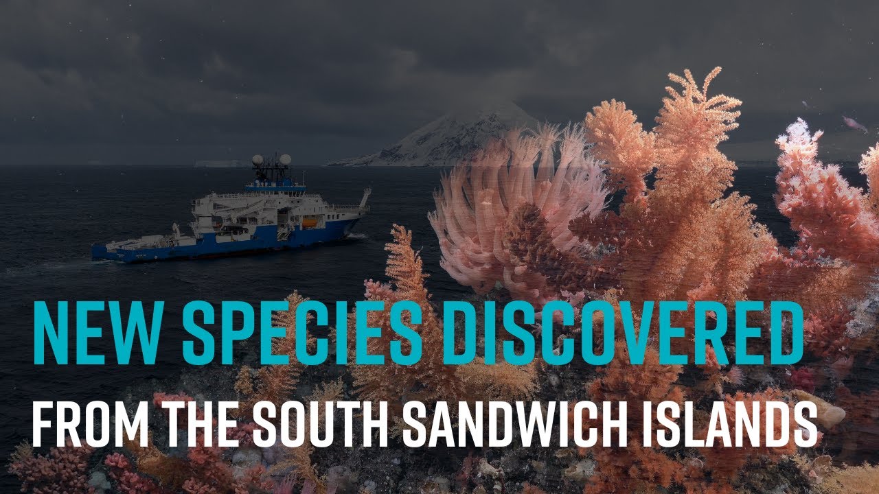 Thirty New Deep-Sea Species: When the Ocean Reveals Its Secrets