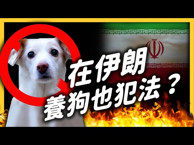 不准遛狗、蓋狗監獄，還殺害浪犬？伊朗政府為何討厭狗？｜志祺七七