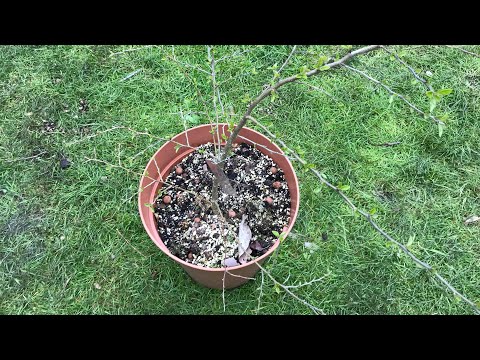 Che fruit ( Chinese mulberry ), somebody asked if my plant was still alive? Yes but slow growing !