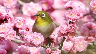 【3月上旬】大阪の公園でお花見＋野鳥と動植物を観察【大仙公園 / バードウォッチング / Vlog】