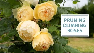 How To Prune Climbing Roses For Maximum Blooms // Cottoverdi
