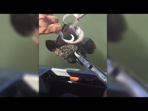 Die Fischer schauen den Fisch an und sehen das Unmögliche!