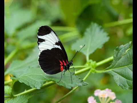 Dedicado a mi amiga Loida Esther