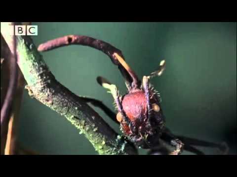 Cordyceps  attack of the killer fungi   Planet Earth Attenborough BBC wildlife 1