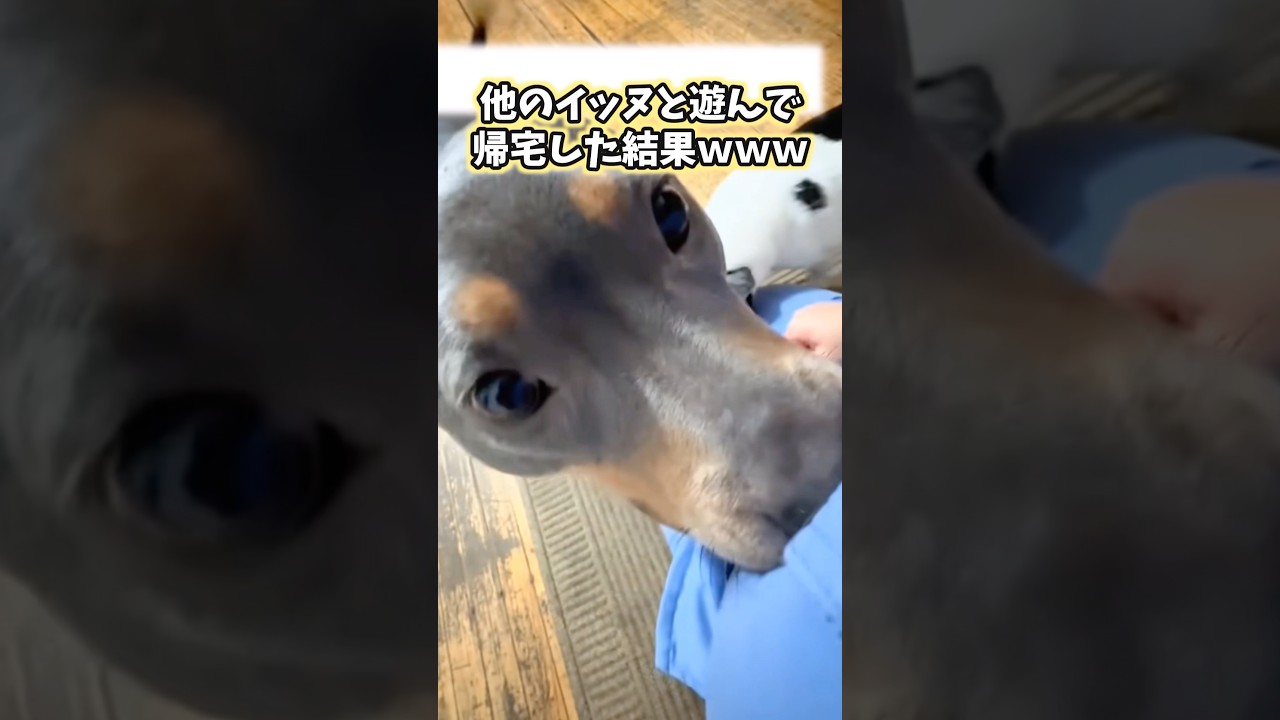 嗅ぐイッヌの動画見て笑ったら負けwww #犬 #犬のいる暮らし #犬のいる生活 #いぬ #可愛い #かわいい #癒し #ペット #動物 #2ch #shorts