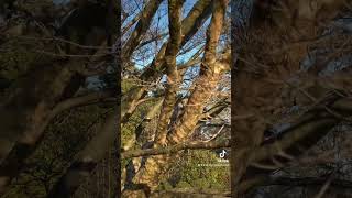 The bark of Japanese Dogwood in the winter. #shorts #tree #longwoodgardens #nicebark #winter
