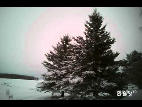 Ace the male Red-tailed Hawk