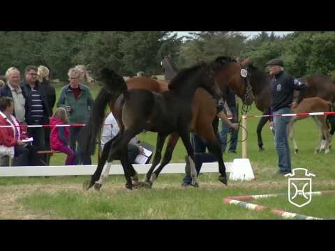 NF248 Stutfohlen von Quiran - Clearway - Alcatraz