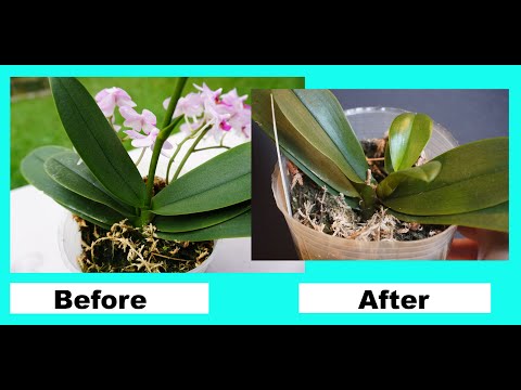 Terminal Spike Rescue of Phalaenopsis orchid update