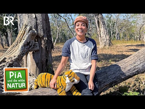 Im Dschungel des Tigers | Reportage für Kinder | Pia und die wilde Natur | BR