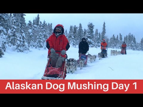 Alaskan Dog Mushing Expedition. Dog sledding Adventure. Siberian huskies. Bucket list!