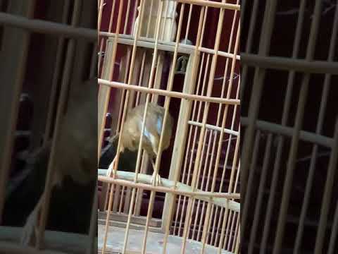 Hoạ mi thuần cb0128 - LH : 0908070555 . ( ĐÃ NHẬN TIỀN KHÁCH ) - lưu lại cho Ae !