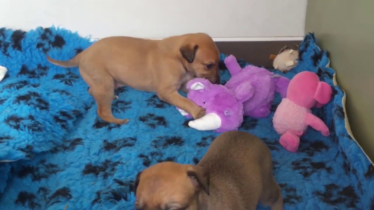 Pupdate Day 25 - eyes open, teeth starting to come through and all up and walking