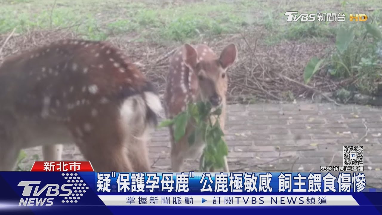 獨/北海岸女藝術家遭梅花鹿攻擊!半小時浴血奮戰 滿身瘀青慘毀容