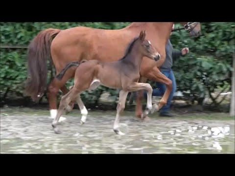 *2023 Hengst von Secret - Weltissimo SOLD!!!