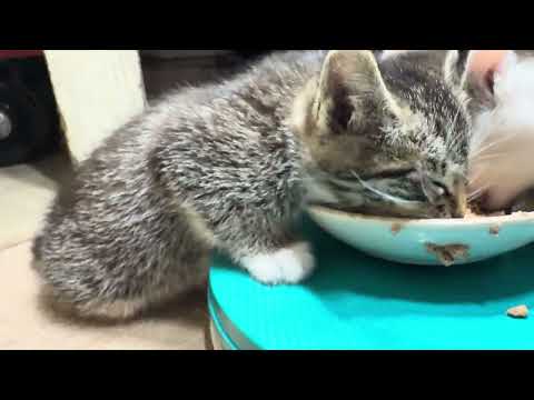 Salmiak Cat