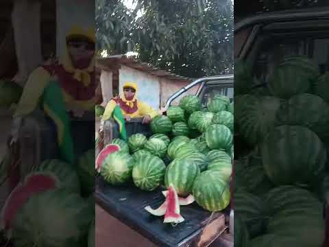 o prefeito de cidelândia no Maranhão chegou e fez essa surpresa e pagou melancia pra todo mundo