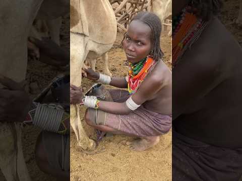 , title : 'Woman from Arbore tribe milking a cow #shorts #ethiopia #omovalley'