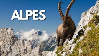 ALPES SELVAGENS | Quem Governa o Topo do Mundo | Documentário de Animais na Natureza