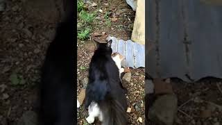 Download lagu Kucing terciduk wik wik mp3 Download lagu Kucing terciduk wik wik mp3
