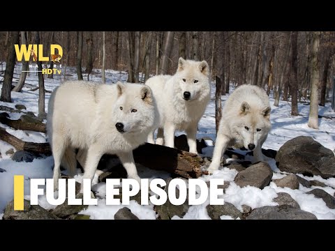 Ghosts of the Arctic | Full Episode | Nature documentary 