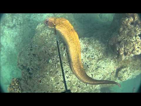 MAN vs EEL