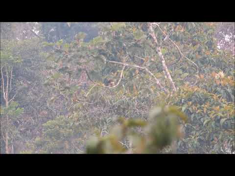 Halcón reidor Laughing falcon en Fundación Muyu Semilla de Selva