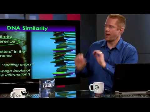 How similar are humans and chimpanzees?