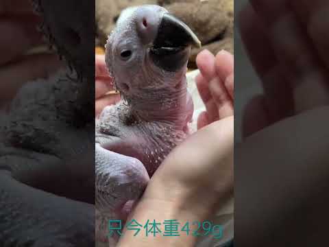IUCN分類における絶滅の危険性を示す図。