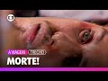 Alexandre é Levado De Volta à Cela E Acaba Morrendo Após Confusão A Viagem TV Globo