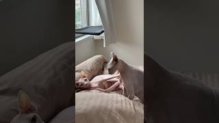 朝からケンカする猫たちスルタンとアレクサンドラ【スフィンクス】