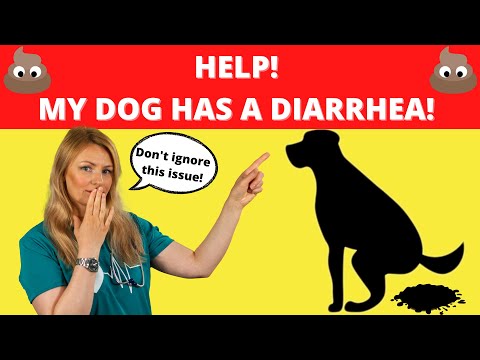 My Dog Has DIARRHEA. What Should I do? (Vet Explains)