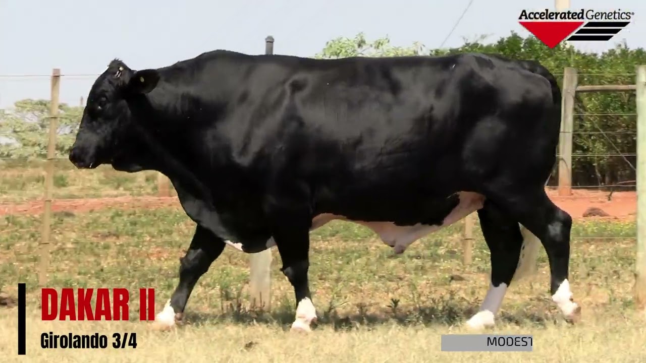 Vídeo DAKAR II MODEST FIV TABARROT