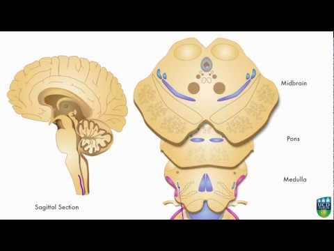 AXON: Spinothalamic Pathway (Pain & Temperature) From Foot (1 of 9)