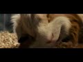 Hurley Farts In G Force