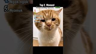 Download lagu Top 5 Moment Suara Kucing Bikin Ngakak Part II mp3