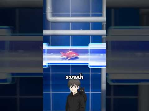 ตำนานปลาทอง 7 ปี!😮 #ความรู้รอบตัว #shorts #fypシ