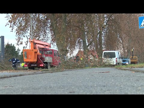 Srušene platane koje su ugrožavale sigurnost u Ulici Sv. Leopolda Bogdana Mandića