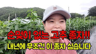 순멎이 없는 고추 종자 공개!! 저희는 내년에 이걸로만 심겠습니다!! 고추 농사 잘 짓는법 구경해보세요^^
