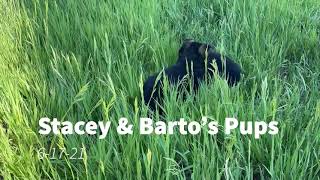 Video preview image #1 German Shepherd Dog Puppy For Sale in WESTCLIFFE, CO, USA