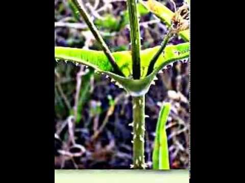 Ognewa und die Schuppenflechte Salizilowaja das Acidum und die Salbe von der Schuppenflechte