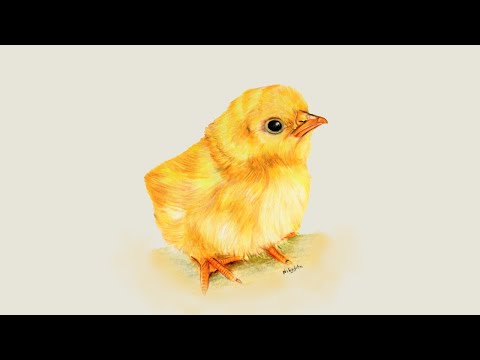 Chick : How to Draw a Chick - YouTube