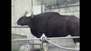 preview picture of video 'Gaur at the Toronto Zoo'