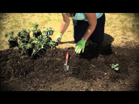 Crop Rotation for Vegetable Gardens | Troy-Bilt®